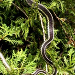 Ontario Garter Snake